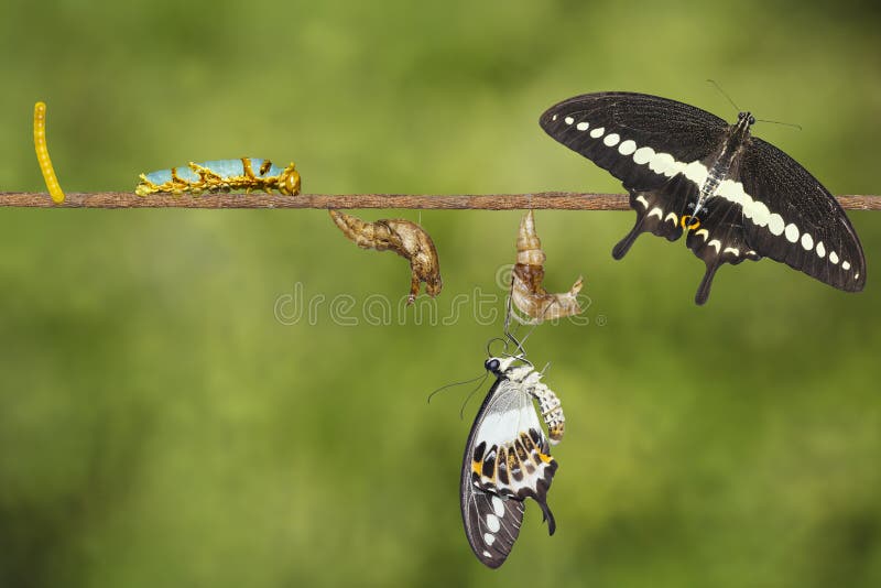 Transformation life cycle of banded swallowtail butterfly Papilio demolion from egg , caterpillar , pupa to adult with clipping path