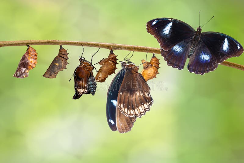 Transformation of male from caterpillar to great eggfly butterfly ( Hypolimnas bolina Linnaeus ) on twig