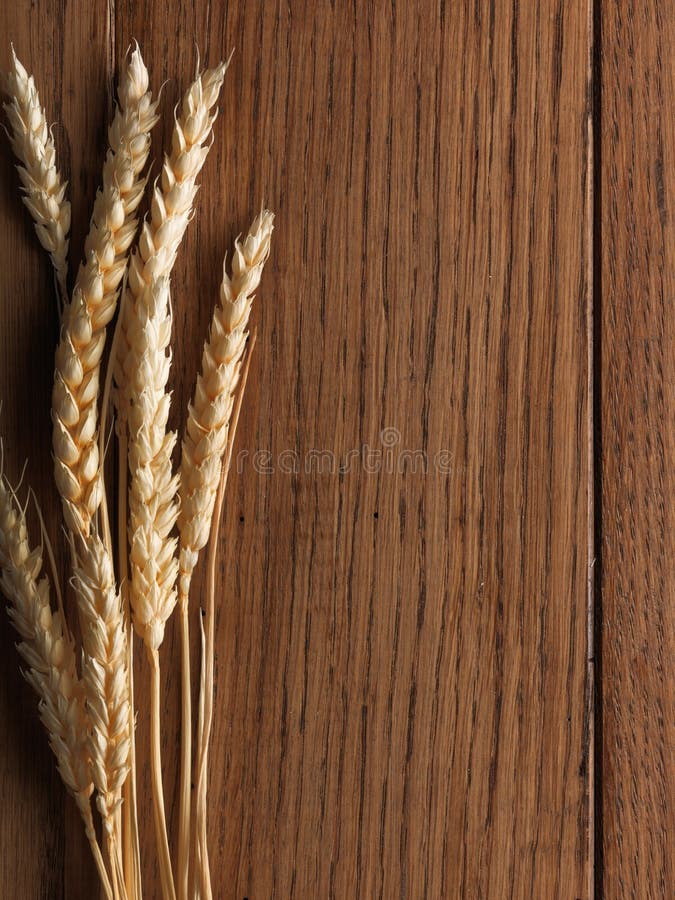 Transitoires de blé sur le panneau en bois