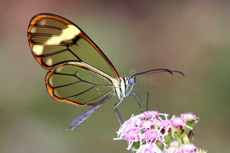 Translucent butterfly