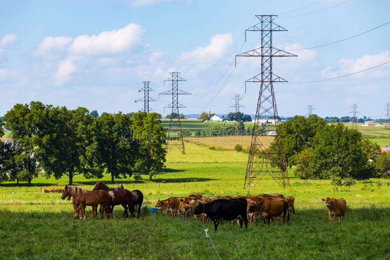 Transmission Lines in Farm Pasture