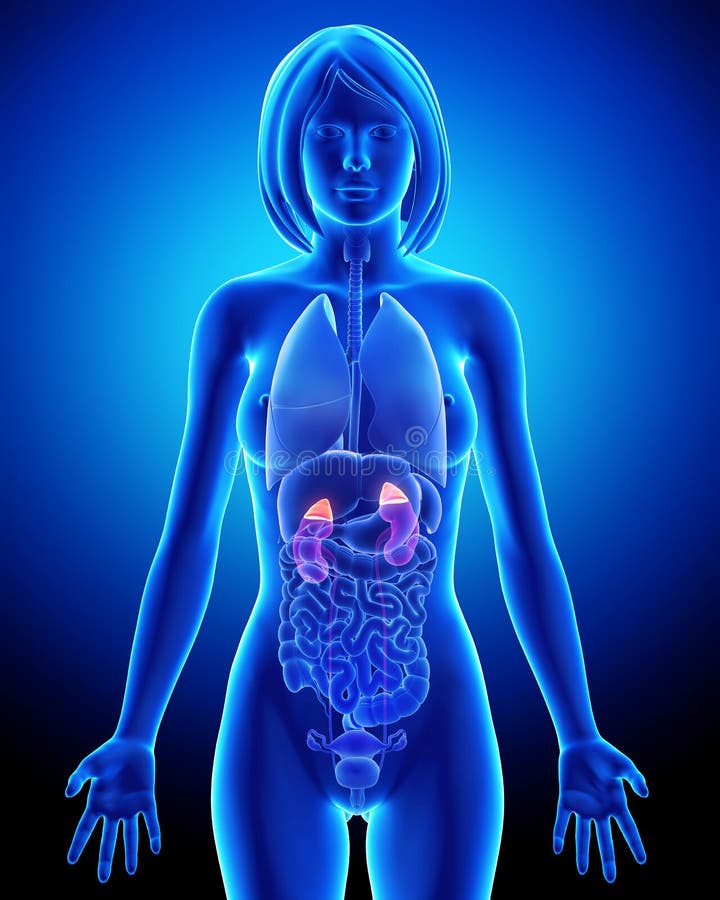 Transparante vrouwelijke nieranatomie stock illustratie