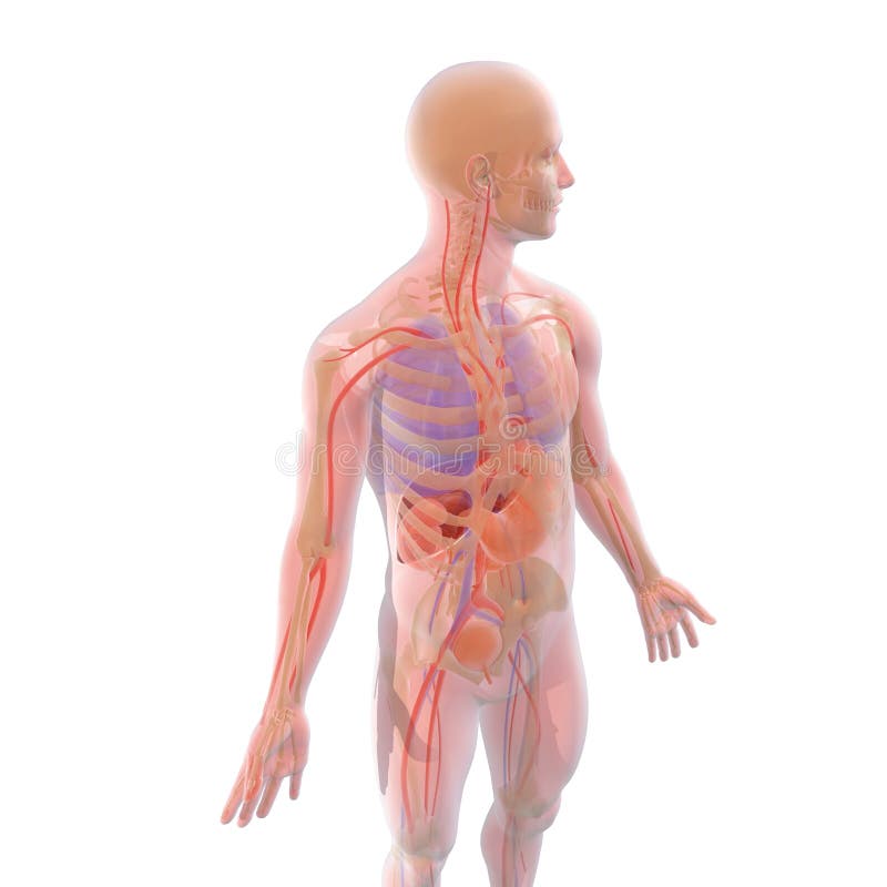 Medical Illustration 3D Transparent Human Body with Visible Internal Organs Stock - Illustration of blue, 139913768