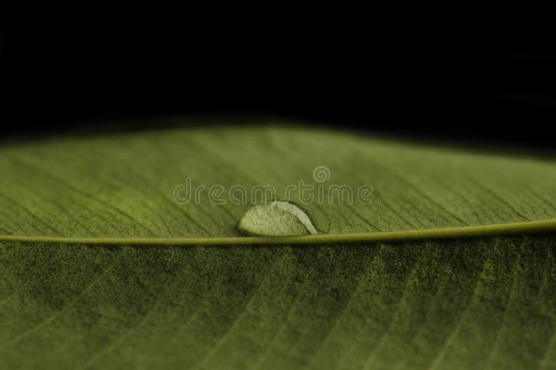 Transparent drop of water on a green leaf. Drop are sharp, macro closeup photo royalty free stock images Transparent drop of water on a green leaf. Drop are sharp, macro closeup photo royalty free stock images