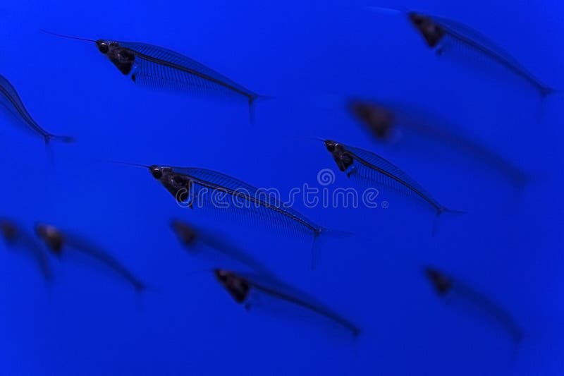 613 Transparent Fish Flock Stock Photos - Free & Royalty-Free Stock Photos  from Dreamstime