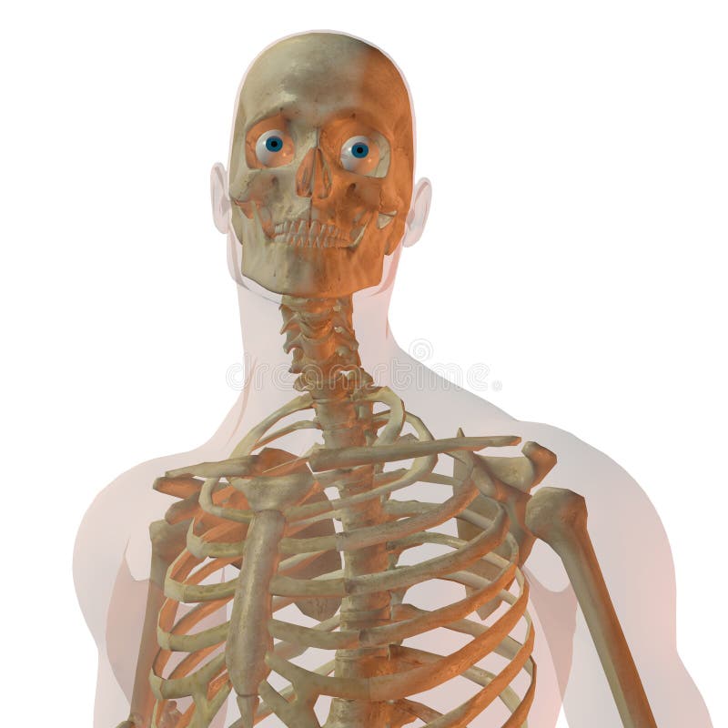 Homme humain transparent illustration libre de droits