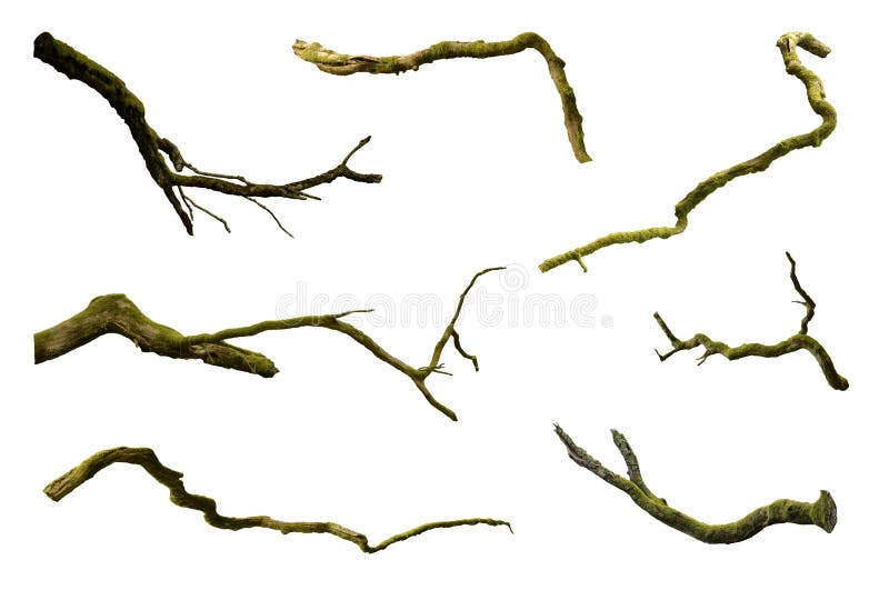 Set of leafless branches isolated on white background PNG transparent