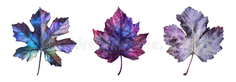 Transparent or PNG Image of Purple and Blue Maple Leaf Pack stock illustration