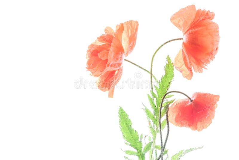 Transparent red poppy flowers bouquet isolated on white background