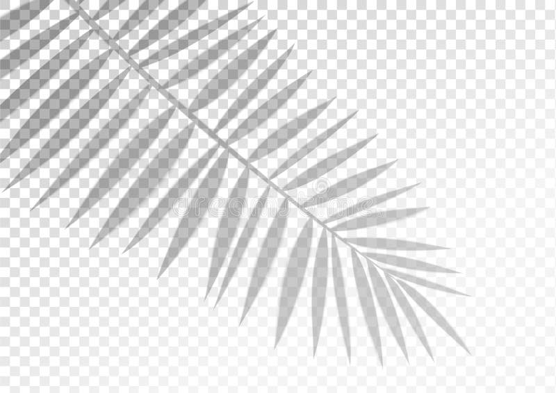 The transparent shadow overlay effect. Tropic leaf