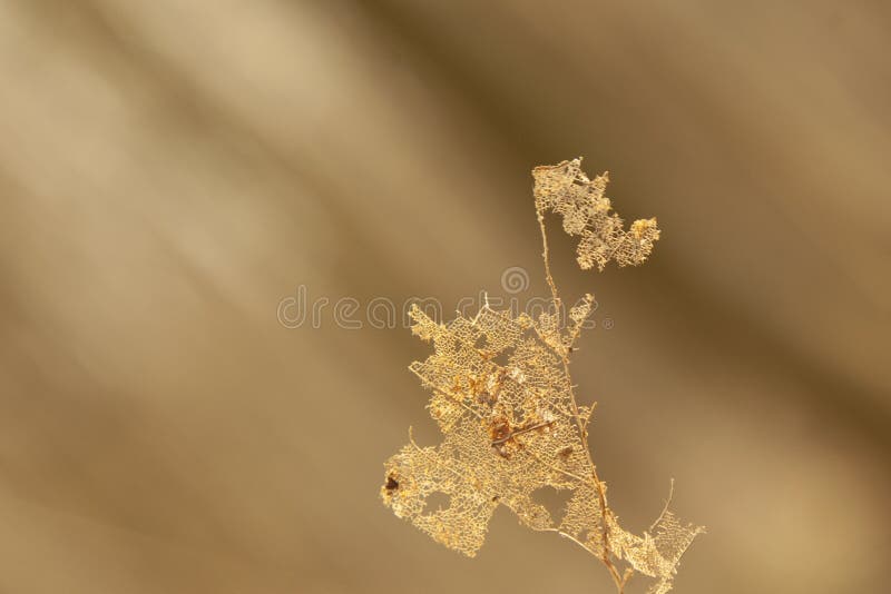 Transparent skeleton leaf with beautiful texture against brown background