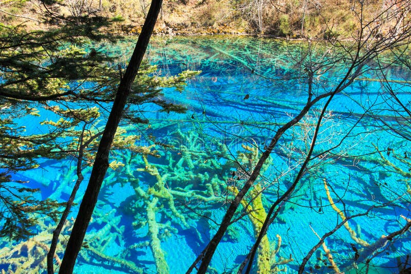 Transparent Turquoise Water Lake With Trees Submerged At Jiuzhaigou