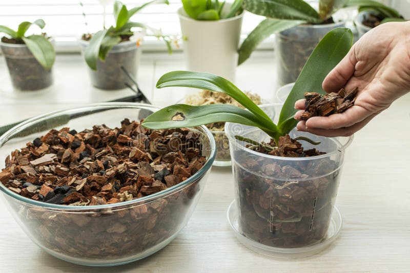 Transplant Orchids at Home. Planting Tools with Bark Soil, Pot and Moss
