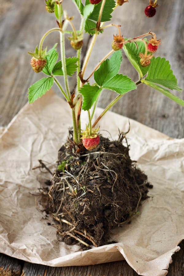 Transplant Strawberries. Strawberry Seedlings with Old Rake. Gardening