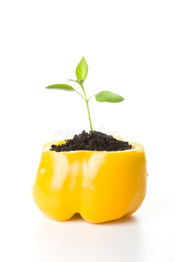 Transplant of a tree in a pot from fresh pepper