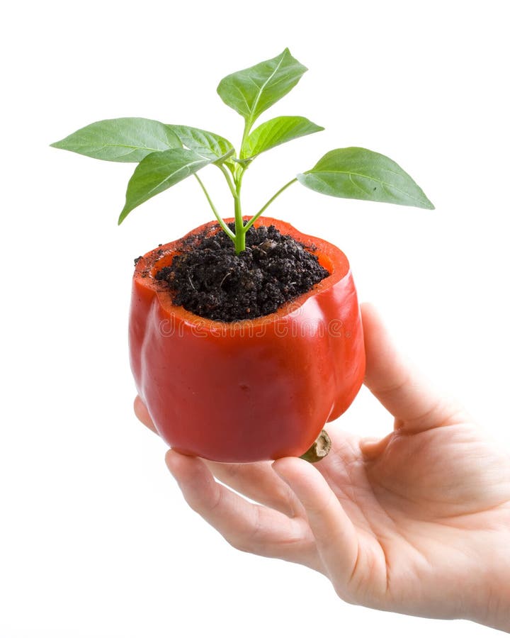 Transplant of a tree in a pot from fresh pepper