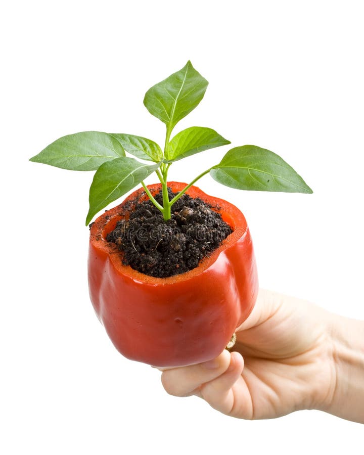 Transplant of a tree in a pot from fresh pepper