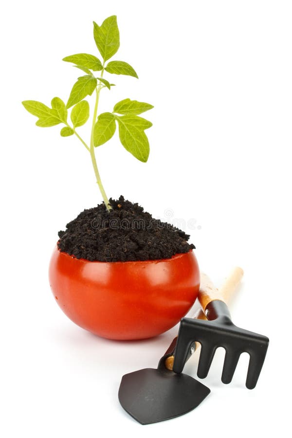 Transplant of a tree in a pot from fresh tomato