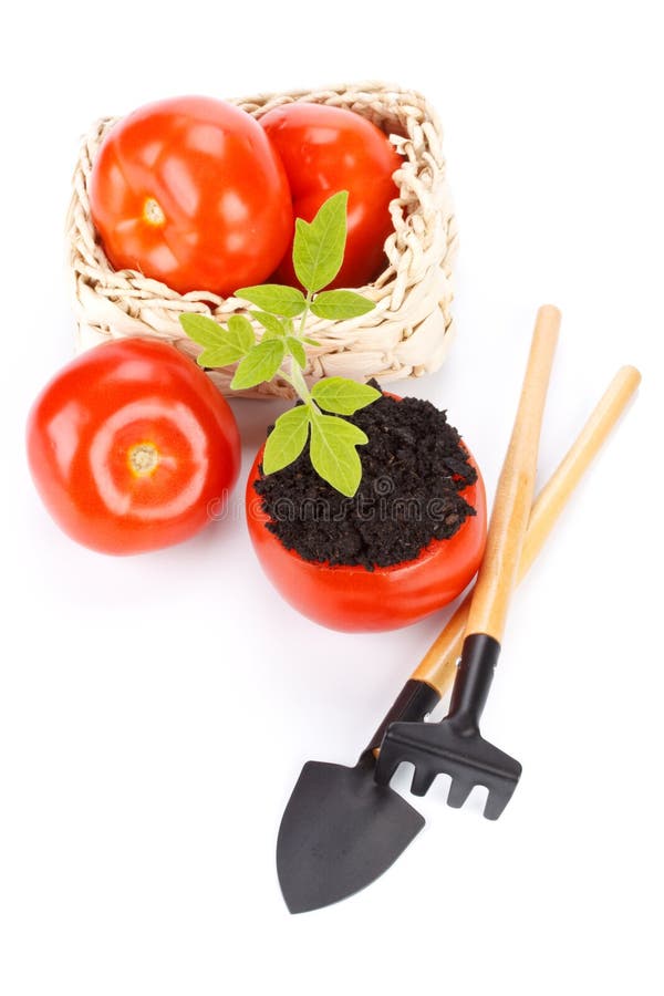 Transplant of a tree in a pot from fresh tomato