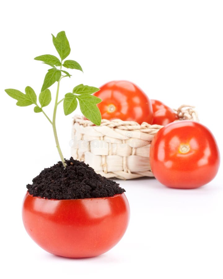 Transplant of a tree in a pot from fresh tomato