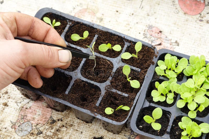 transplanting young lettuce plants in seedbeds, trimming plants in vegetable garden. transplanting young lettuce plants in seedbeds, trimming plants in vegetable garden