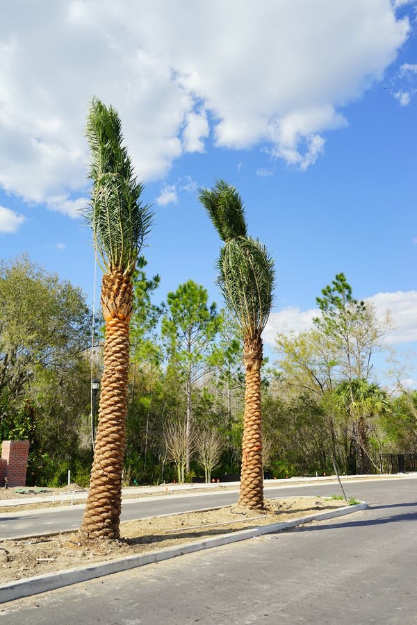 Transplanting Palm tree stock image. Image of holding 87800167