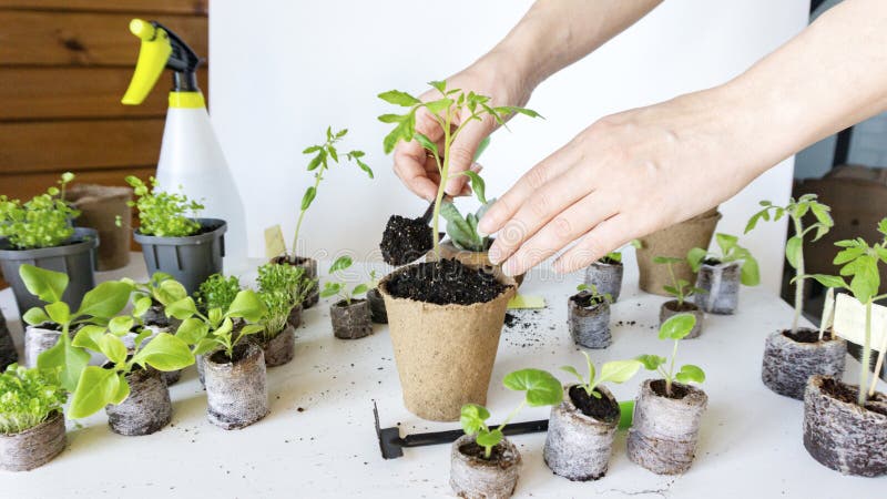 transplanting tomato seedlings grow bags transplanting tomato seedlings grow bags
