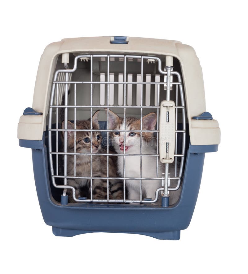 cage for kittens