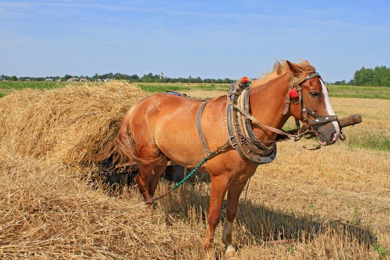 Transportation of hay by a cart