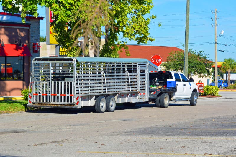 Transporting Cattle editorial image. Image of truck, commercial 45824625