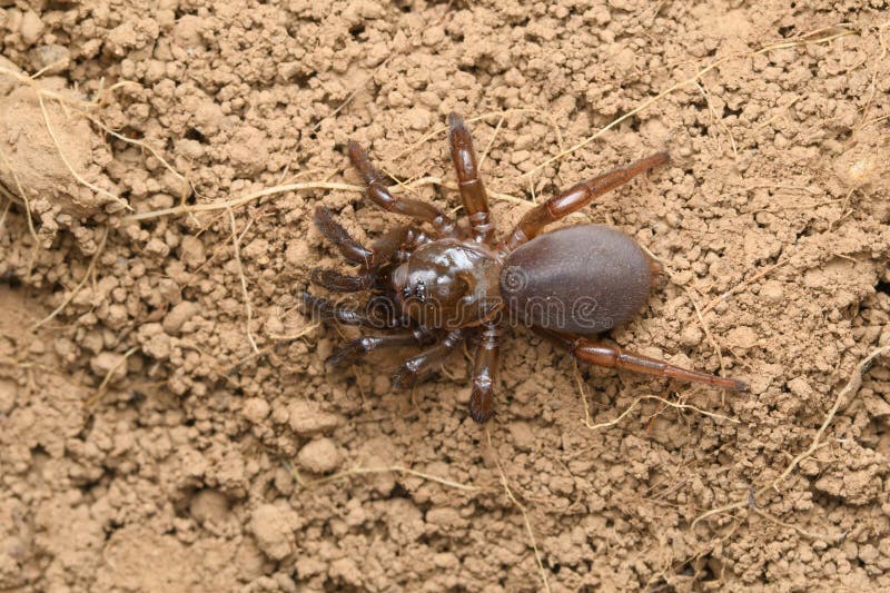 39 Trap Door Spider Stock Photos, High-Res Pictures, and Images