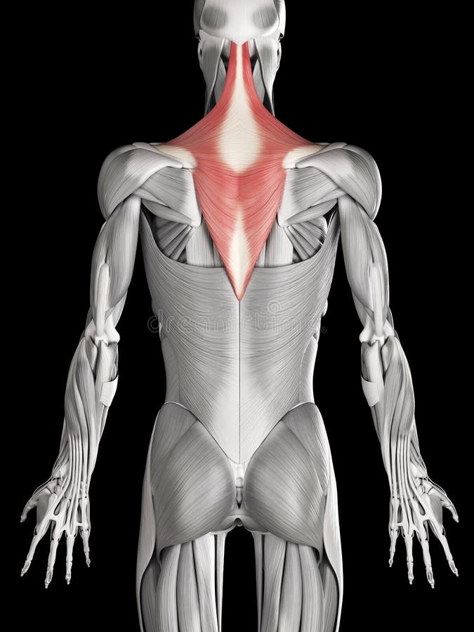 The trapezius muscle stock illustration. Illustration of trapezius 34164263