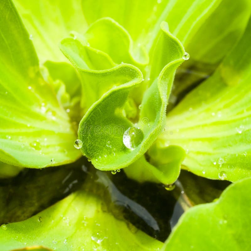 Grossa goccia di pioggia intrappolato tra le pieghe del giovane e fresco foglia verde di un giacinto di acqua dopo una doccia.