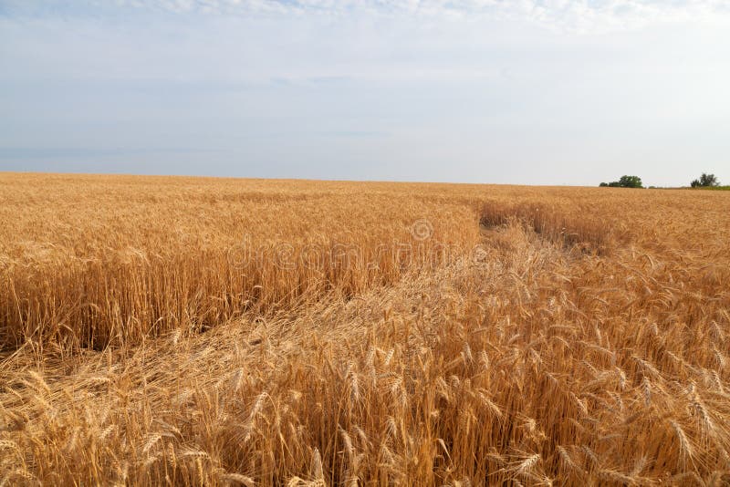 Trasarea pe câmpul de grâu de aur din Ucraina, însorită zi de vară, recoltarea timp de recoltare stock photo