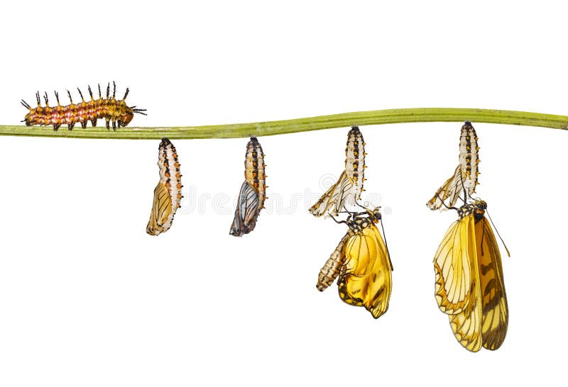 Trasformazione isolata del isso giallo di Acraea della farfalla del coster fotografie stock libere da diritti Trasformazione isolata del isso giallo di Acraea della farfalla del coster fotografie stock libere da diritti