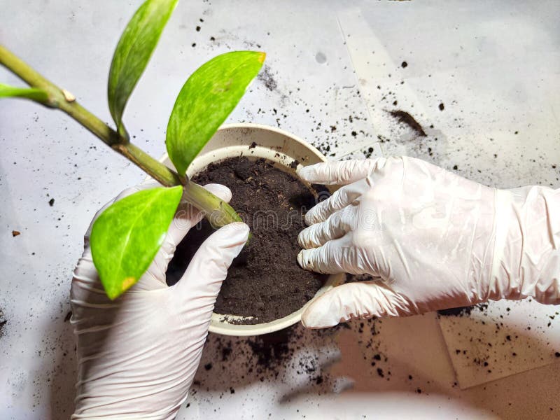 Trasplantar una flor joven a una nueva olla en casa. manos en guantes colocando la joven planta zamiokulkas zamielistny en foto de archivo libre de regalías