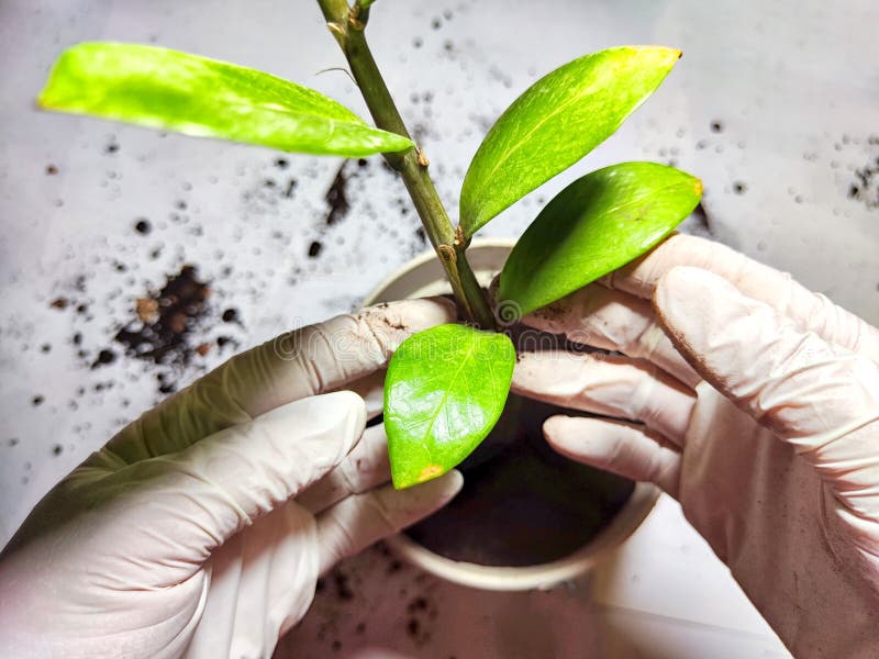 Trasplantar una flor joven a una nueva olla en casa. manos en guantes colocando la joven planta zamiokulkas zamielistny en fotos de archivo libres de regalías