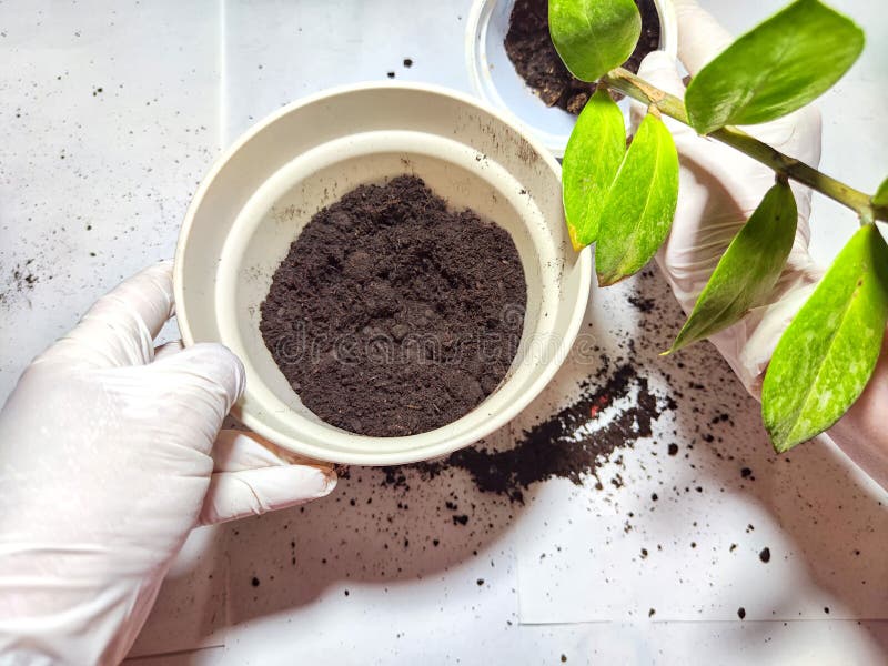 Trasplantar una flor joven a una nueva olla en casa. manos en guantes colocando la joven planta zamiokulkas zamielistny en foto de archivo