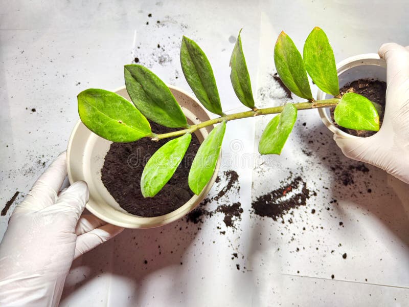 Trasplantar una flor joven a una nueva olla en casa. manos en guantes colocando la joven planta zamiokulkas zamielistny en imagen de archivo