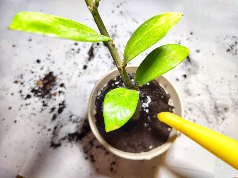 Trasplantar una flor joven a una nueva olla en casa. manos en guantes colocando la joven planta zamiokulkas zamielistny en imagenes de archivo