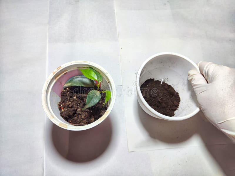 Trasplantar una flor joven a una nueva olla en casa. manos en guantes colocando una joven planta ficus benjamin en una olla con foto de archivo