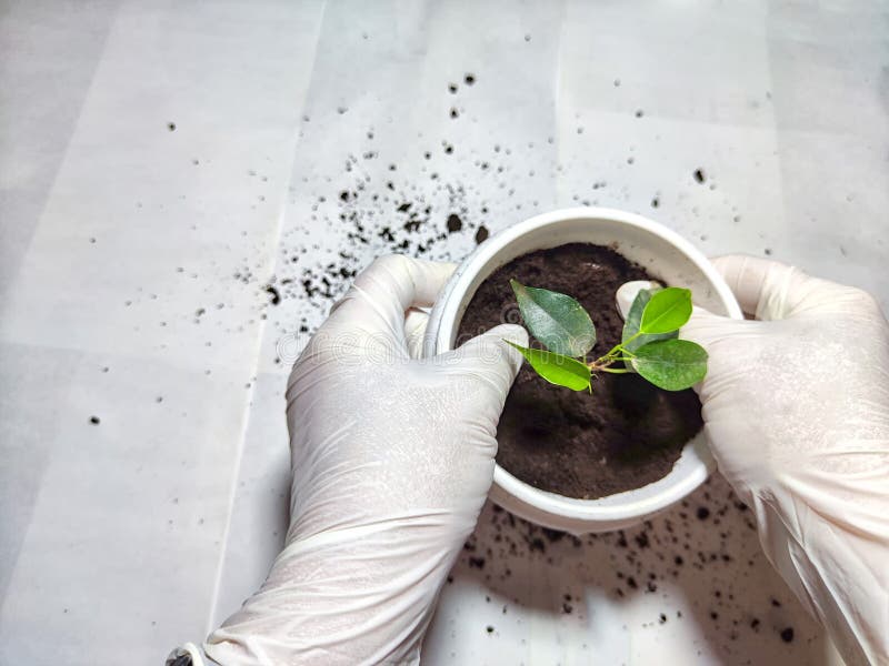 Trasplantar una flor joven a una nueva olla en casa. manos en guantes colocando una joven planta ficus benjamin en una olla con imagenes de archivo