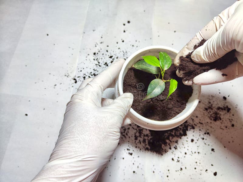 Trasplantar una flor joven a una nueva olla en casa. manos en guantes colocando una joven planta ficus benjamin en una olla con fotografía de archivo libre de regalías