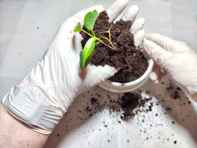Trasplantar una flor joven a una nueva olla en casa. manos en guantes colocando una joven planta ficus benjamin en una olla con fotografía de archivo libre de regalías