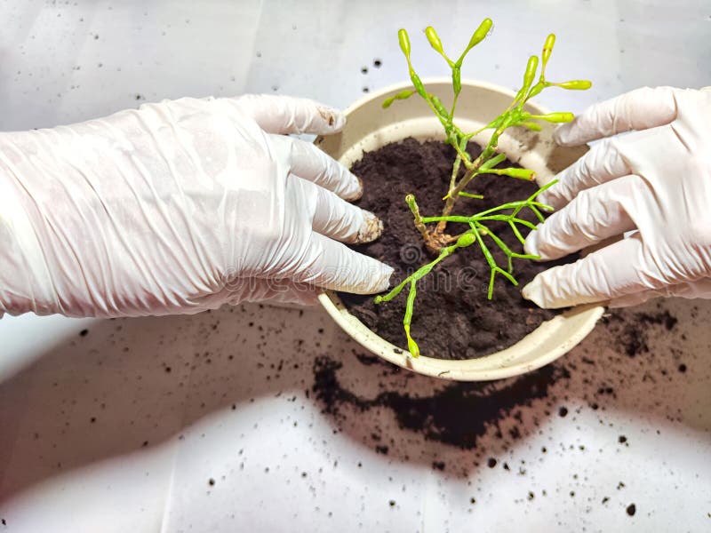 Trasplantar una flor joven a una nueva olla en casa. manos en guantes colocando una joven planta ripsalis hatiora en una olla imagen de archivo libre de regalías
