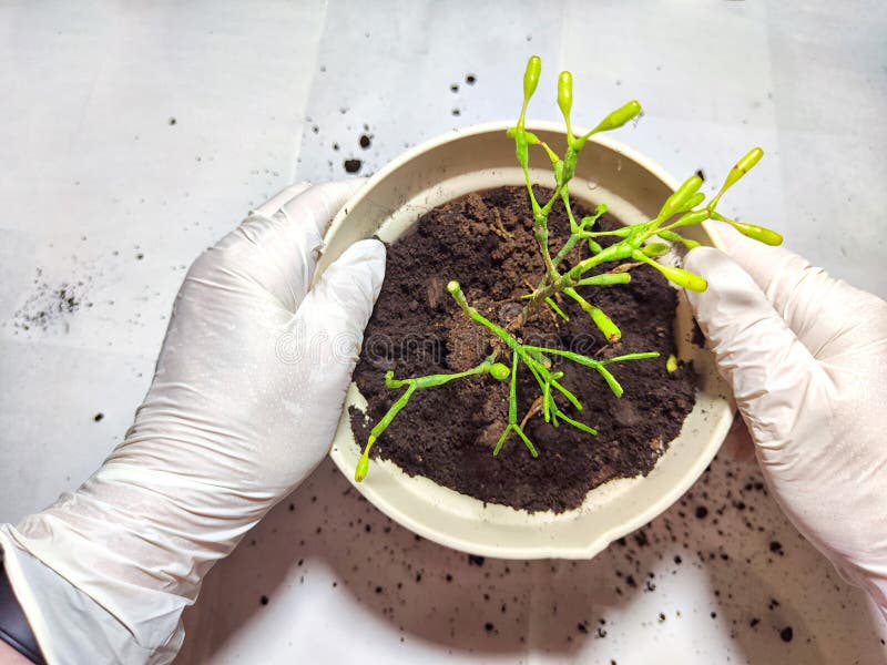 Trasplantar una flor joven a una nueva olla en casa. manos en guantes colocando una joven planta ripsalis hatiora en una olla imagen de archivo libre de regalías