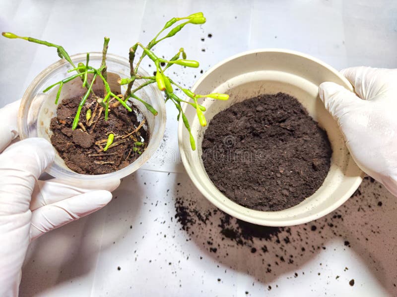 Trasplantar una flor joven a una nueva olla en casa. manos en guantes colocando una joven planta ripsalis hatiora en una olla fotografía de archivo libre de regalías