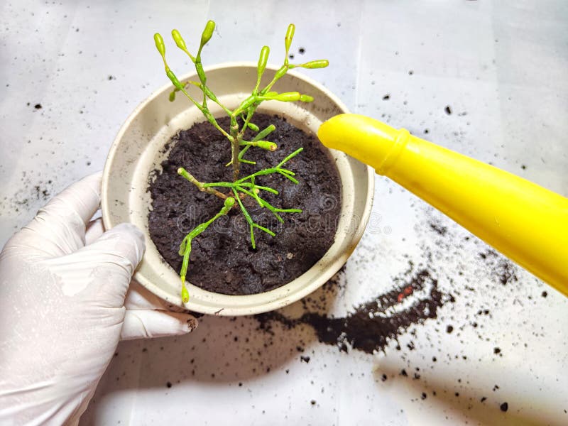 Trasplantar una flor joven a una nueva olla en casa. manos en guantes colocando una joven planta ripsalis hatiora en una olla imagen de archivo libre de regalías