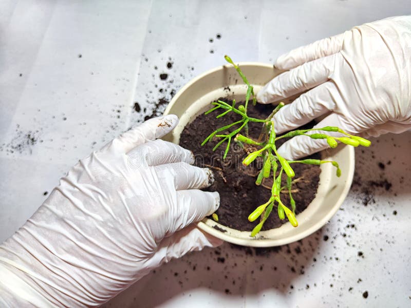 Trasplantar una flor joven a una nueva olla en casa. manos en guantes colocando una joven planta ripsalis hatiora en una olla imagen de archivo libre de regalías