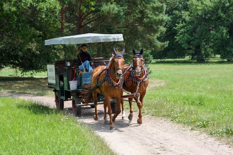 Trasporto del cavallo nel parco che circonda il castello di Lednice in Moravia del sud immagini stock Trasporto del cavallo nel parco che circonda il castello di Lednice in Moravia del sud immagini stock